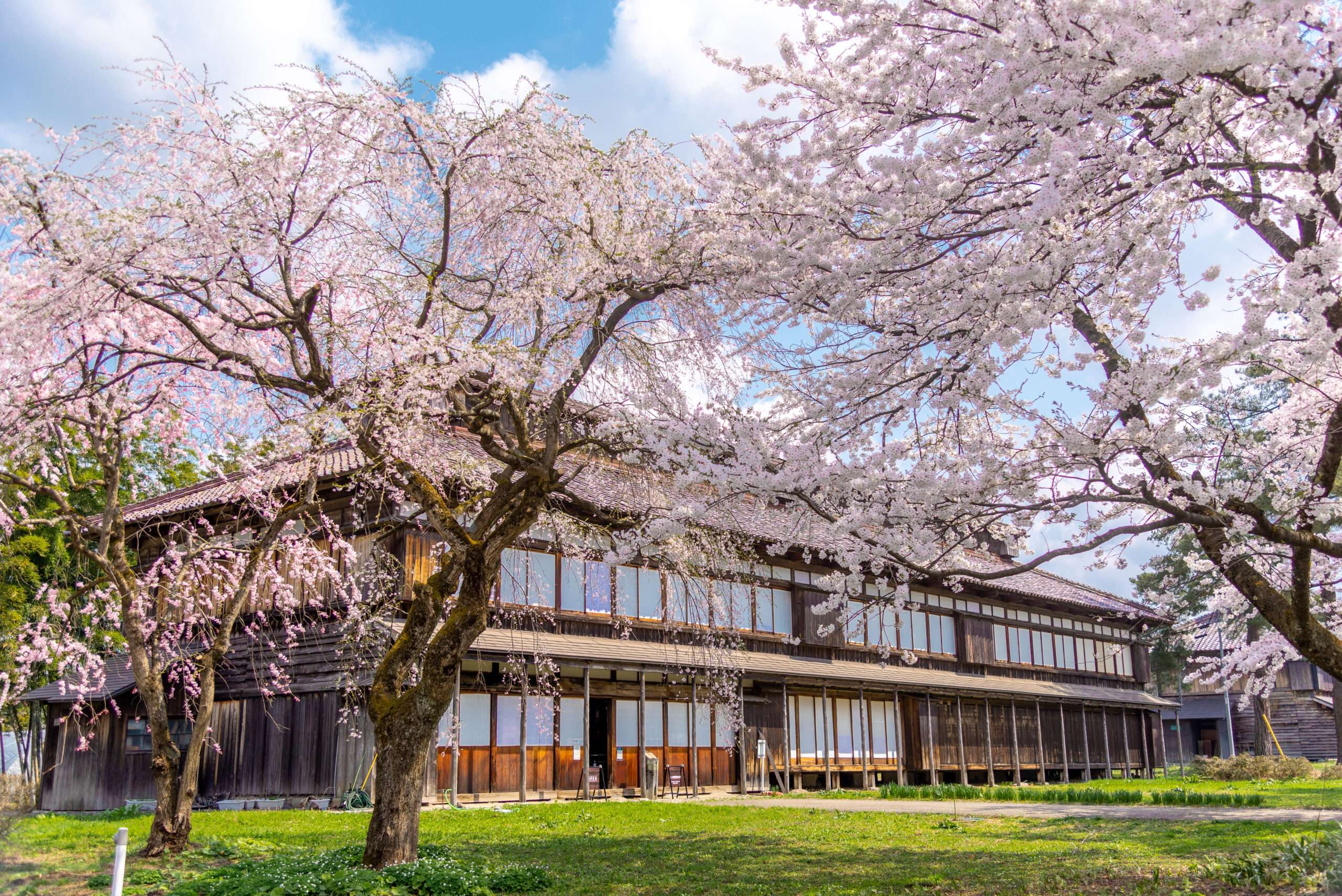 🌸 마츠가오카 공원(마츠가오카 코엔) 이미지 6